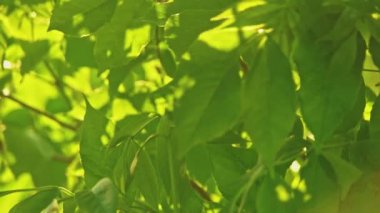 Slomo'da çekilen güneş eğikliği yle arkadan aydınlatılan taze yapraklar