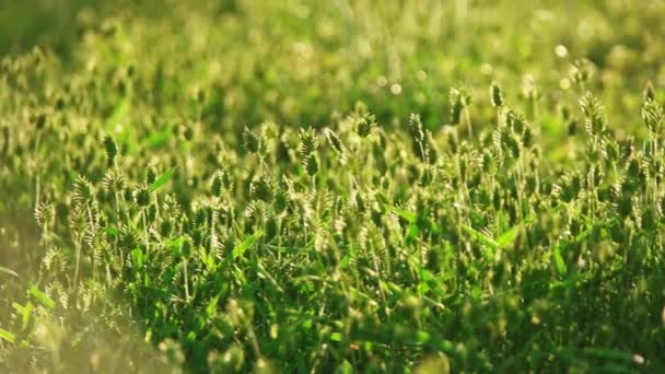 Die Spikes sind hinterleuchtet. frisches wildes Gras, das sich mit dem Wind bewegt — Stockvideo