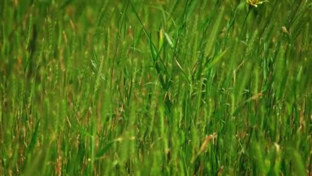 Beaucoup d'épillets d'herbe sauvage voltigeant sur le vent — Video