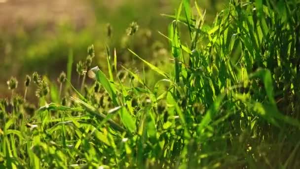 Fondo de verano wikth agitando hojas de hierba y espiguillas en cámara lenta — Vídeos de Stock