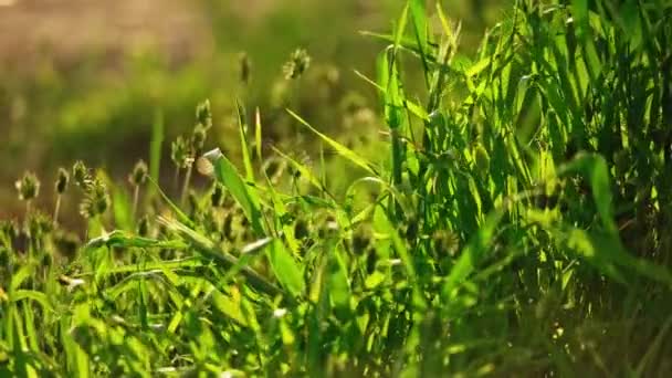 Verão fundo wikth fluttering grama lâminas e espiguetas em câmera lenta — Vídeo de Stock