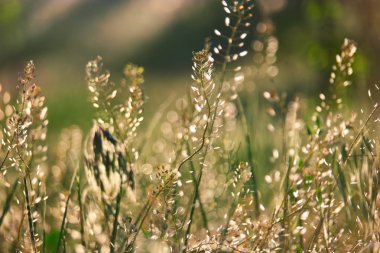 Vahşi bozkır çim arkadan aydınlatmalı sığ DOF