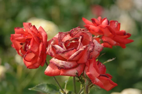 Rosa desbotando rosas no jardim — Fotografia de Stock