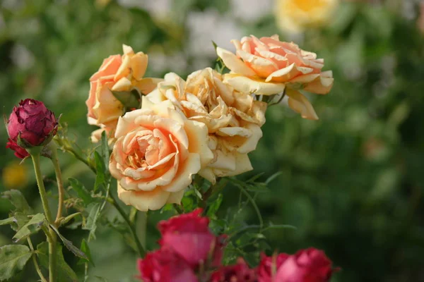 Roses jaunes décolorées dans le jardin gros plan — Photo