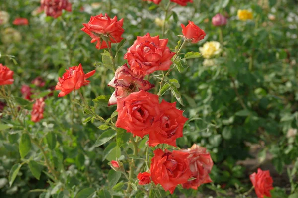 Bando de rosas desbotadas no jardim close-up — Fotografia de Stock