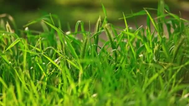 Hojas de hierba silvestre cacerola tiro — Vídeos de Stock