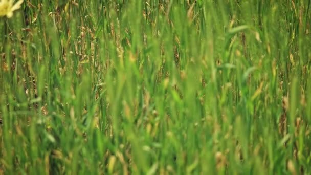 Césped silvestre moviéndose en el viento borrosa primer plano — Vídeo de stock