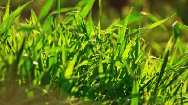 Wildes Gras Makro hintergrundbeleuchtete Panoramaaufnahme — Stockvideo