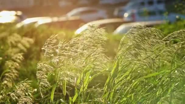 Grama Stipa em movimento no vento retroiluminado na frente do estacionamento com carros — Vídeo de Stock