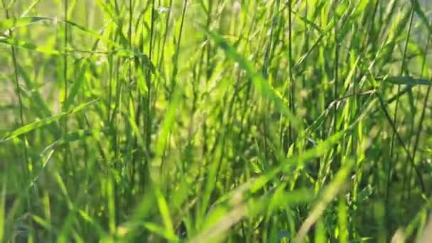 Herbe sauvage fraîche au niveau du sol prise au ralenti — Video