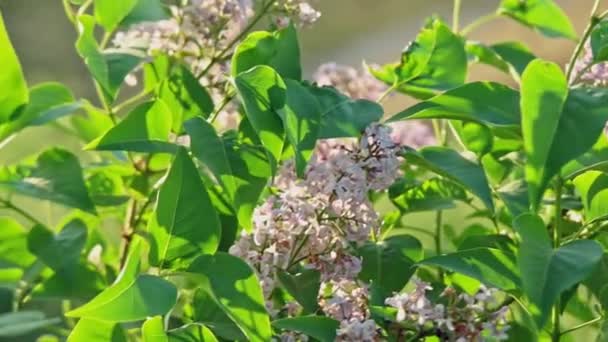 Arbusto florescente de lilás em câmera lenta — Vídeo de Stock