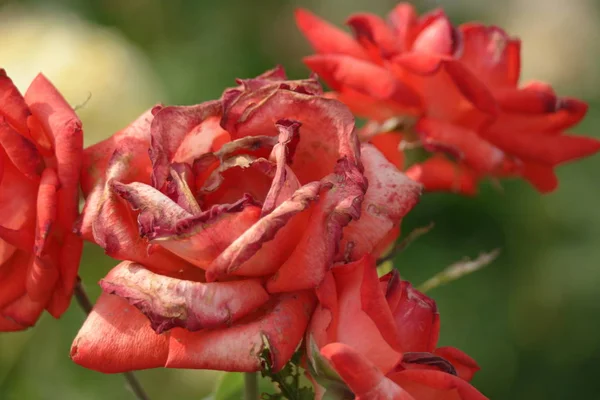 Крупним планом червоні вицвітаючі троянди — стокове фото