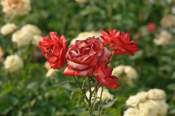 Bunch of red fading roses in garden — Stock Photo, Image