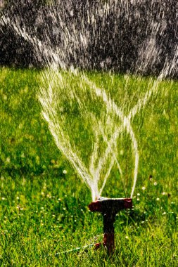 Çim sprinkler tarım sistemi çalışıyor. Havada bulanık su sinek