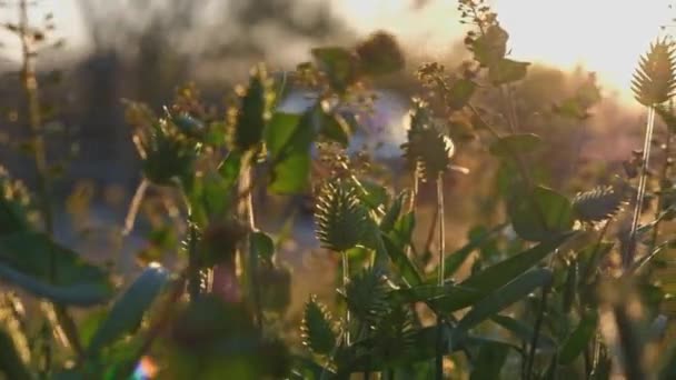 Spikelets de grama selvagem backlit pan tiro — Vídeo de Stock