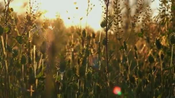Spikelets av Wild Grass Pan shot bakgrundsbelyst med varma solnedgång ljus — Stockvideo
