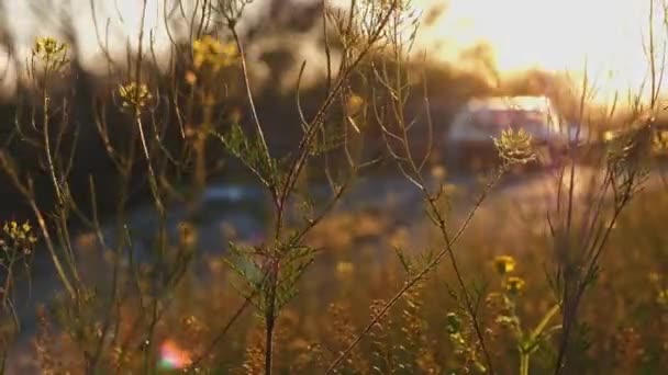 Rüzgarda önaydınlatmalı yabani çim dalları — Stok video