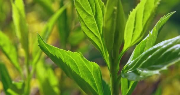 Leaves and branches of garden shrub b-roll shot — Stock Video