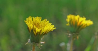 Çim b-roll atış iki genç karahindiba çiçekleri