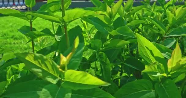 庭のブッシュBロールショット4kの葉と枝 — ストック動画