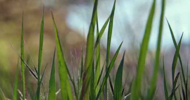 Makro z vysoké trávy v jarní době — Stock video