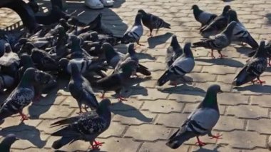 Park b-roll yavaş çekimde beslenen bir sürü güvercin