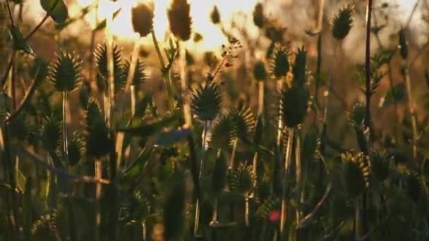 Trawa z spikelets podświetlany strzał poziomu gruntu — Wideo stockowe