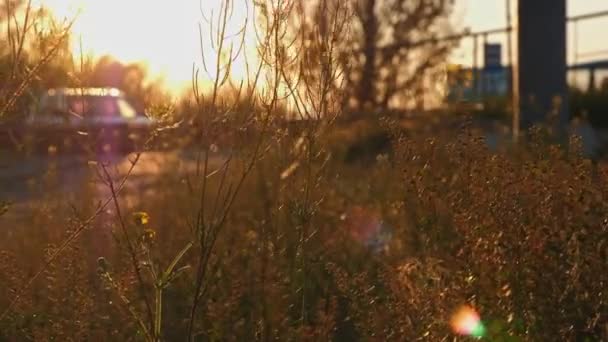 Dry wild grass on sunset — Stock Video