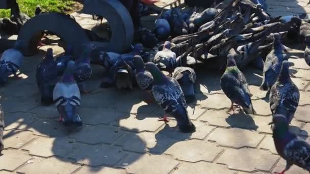 A lot of pigeons feeding in park — Stock Video