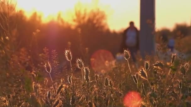 Podświetlane spikelets dzikiej trawy na pierwszym planie i człowiek chodzenie na tle poza ostrości — Wideo stockowe