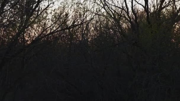 Dark forest with road and walking tourists near overpass — Stock Video