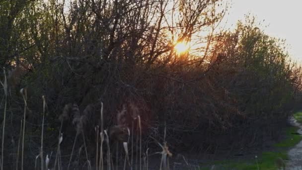 Pôr do sol na área da floresta com vapores de junco seco em primeiro plano e árvores na panning fundo — Vídeo de Stock