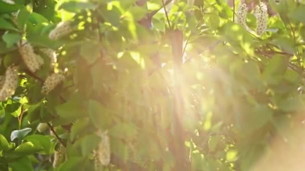 Albero con un sacco di piccoli fiori bianchi ondeggia sul vento in slomo — Video Stock