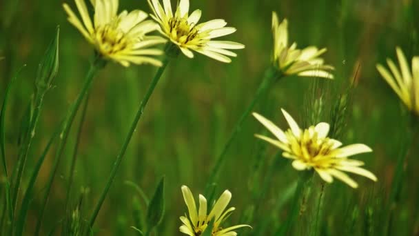 Wild yellow flowers shuttering on wind slomo — Stock Video