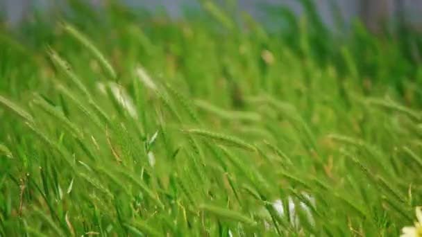 Beaucoup d'épillets d'herbe sauvage balancent sur slomo de vent 