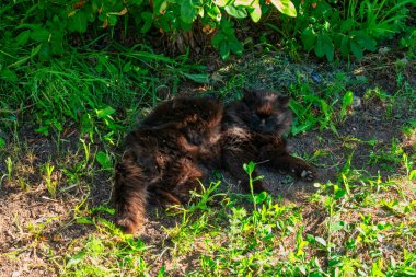 Siyah kedi bahçede bitki gölgesinde dinlenme zevk