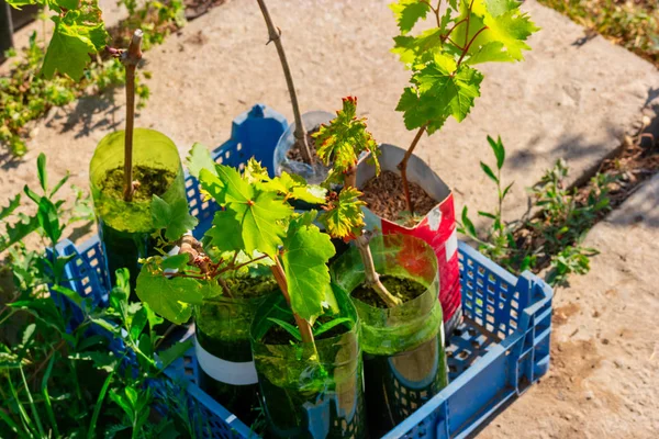 Mudas de plantas cresce em garrafas de diferentes tamanhos e tigelas em agricultura orgânica jardim — Fotografia de Stock