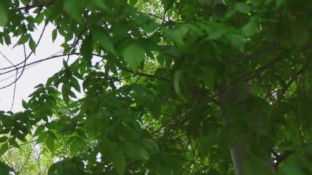 Branches de châtaignier se déplaçant lentement slomo — Video