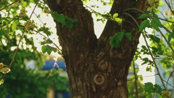 Árvore Elm em piscando luz do pôr do sol com seus galhos se movendo com vento — Vídeo de Stock