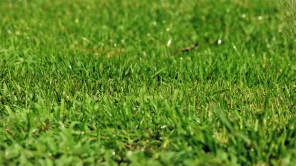 Pan tiro de diy gramado sprinkler slomo — Vídeo de Stock