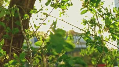 Karaağaç dalları rüzgarda yavaş hareket ediyor