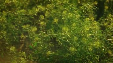 Rüzgar slomo kepenk kurak baharatlar gelen yabani çim bir