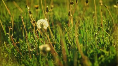 Yalnız karahindiba blowball arkadan aydınlatmalı