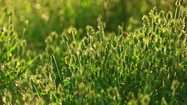 Трава bacjklit летним солнцем ставни медленно на ветру — стоковое видео