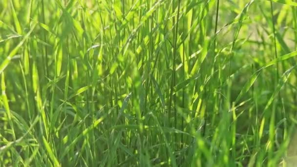 Petite herbe de roseau se balançant dans le vent — Video