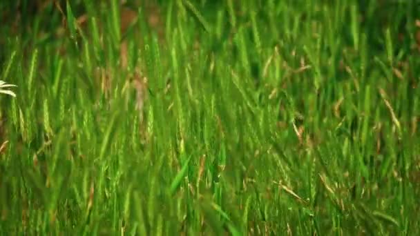 Beaucoup d'épillets se balancent dans le vent 