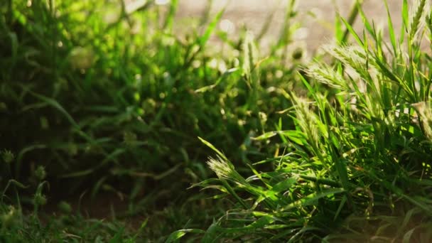 Fundo de verão com grama macro tiro retroiluminado — Vídeo de Stock