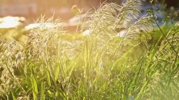 Перьевая трава движется по ветру подсветкой в slomo — стоковое видео