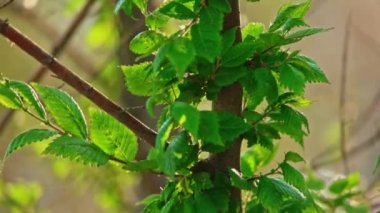 Yeşil karaağaç ağacı closeup tilt atış