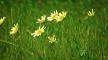 Sarı papatyalar ve rüzgar üzerinde yabani çim sallanır sivri